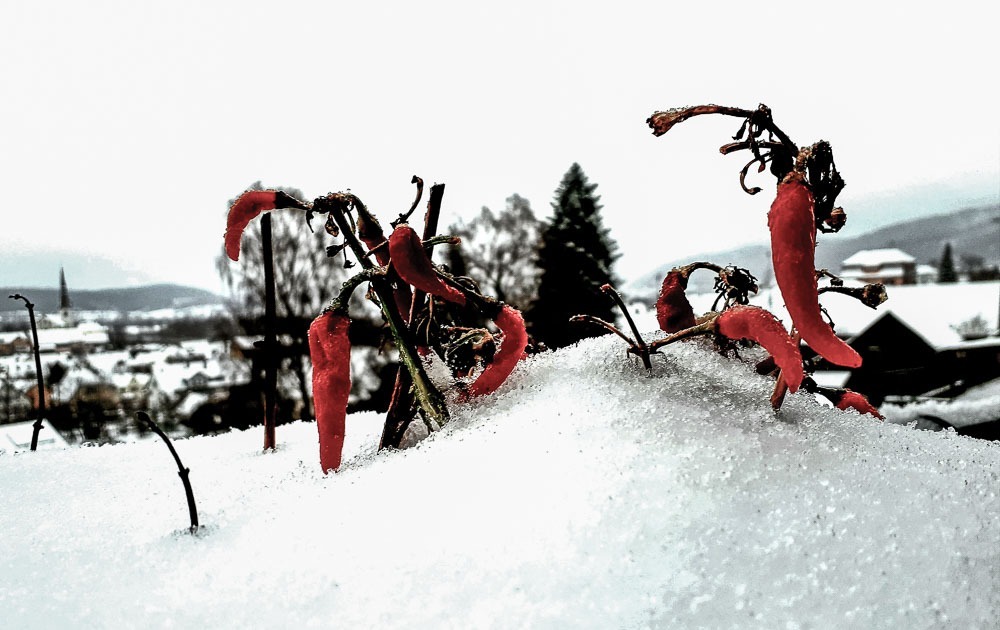 frozen Chilli