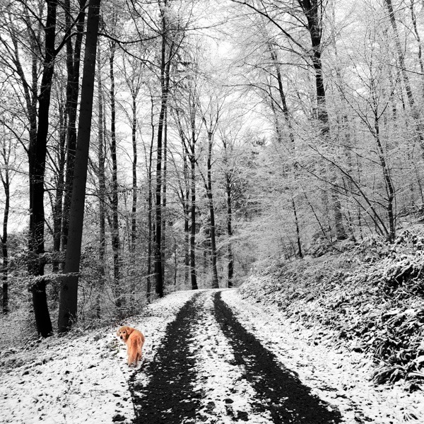 Sheeba im Schnee