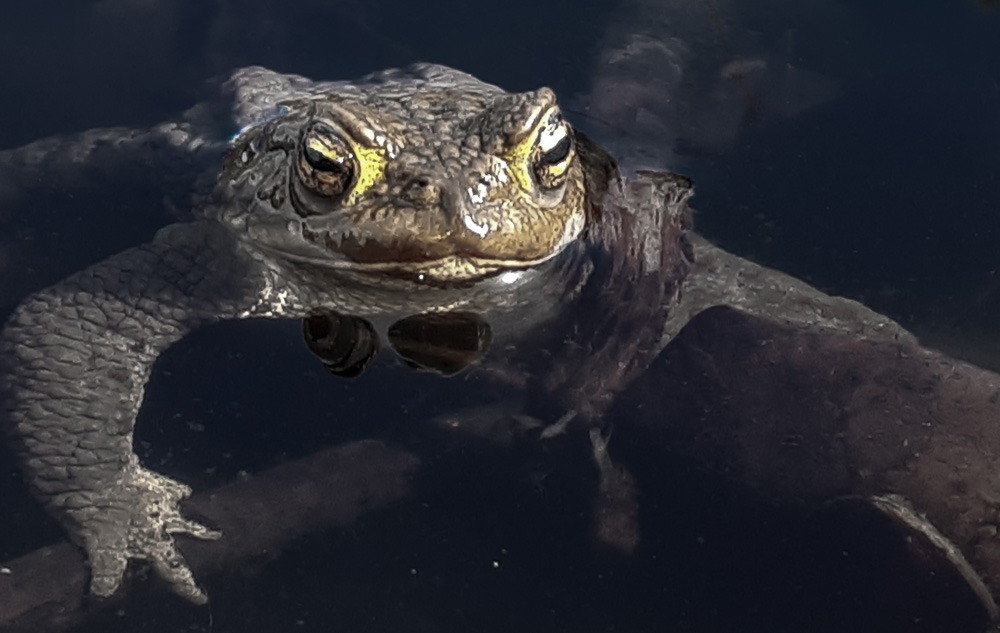 Erdkröte