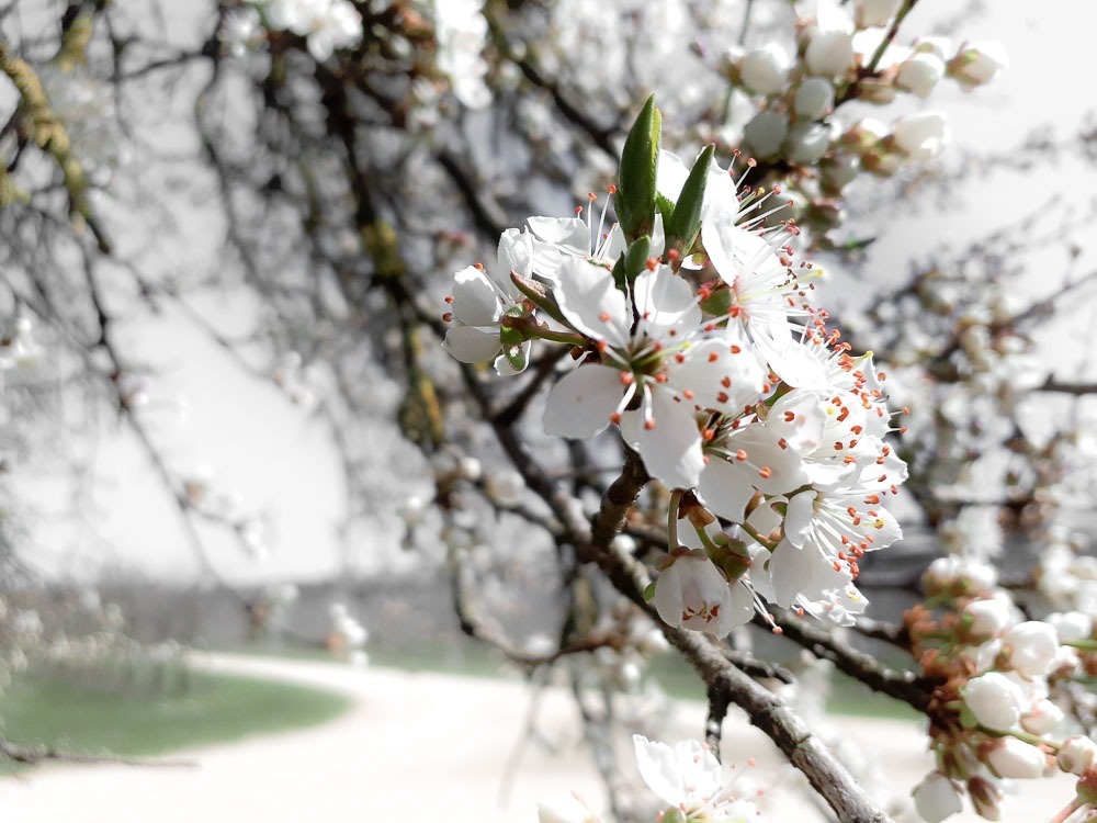 Kirschblüte