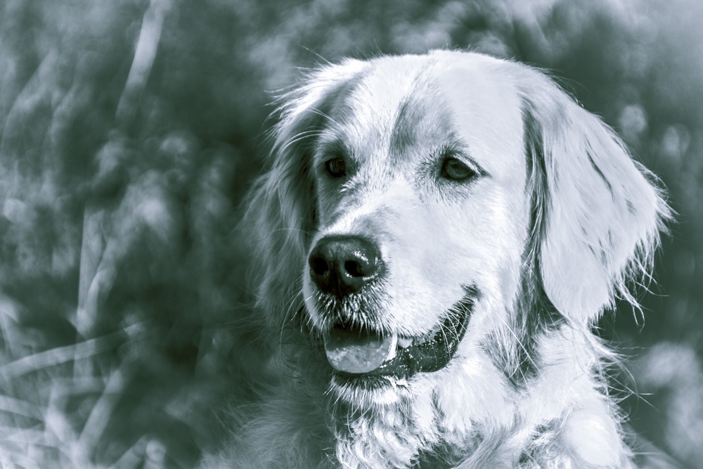 Sheeba