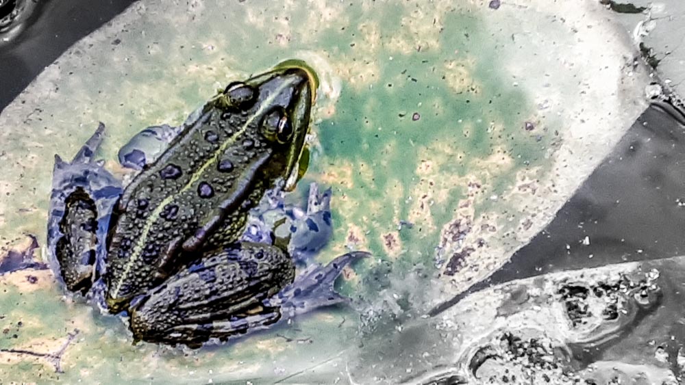Frosch im Teich