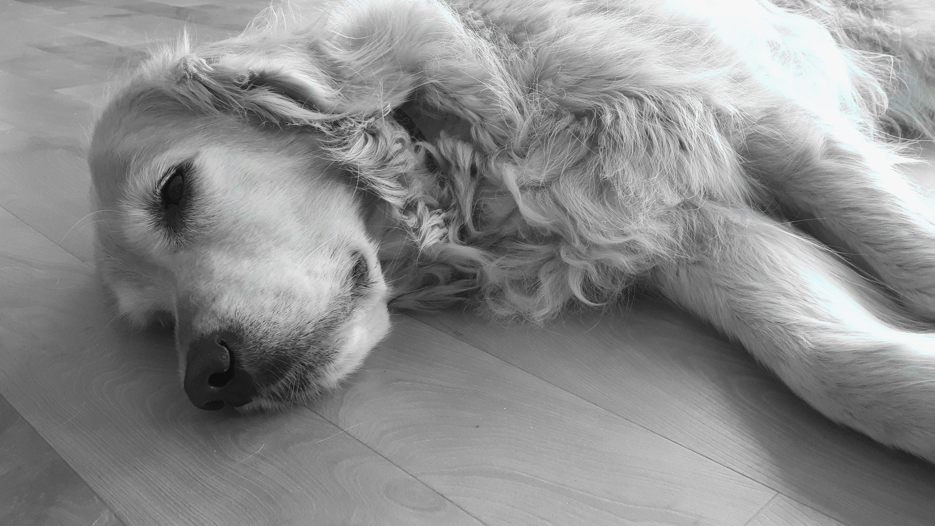 golden Retriever