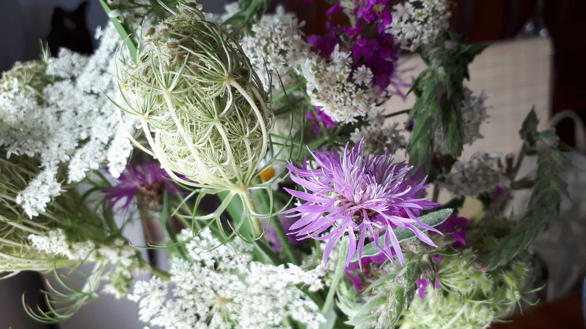 Wiesenblumen
