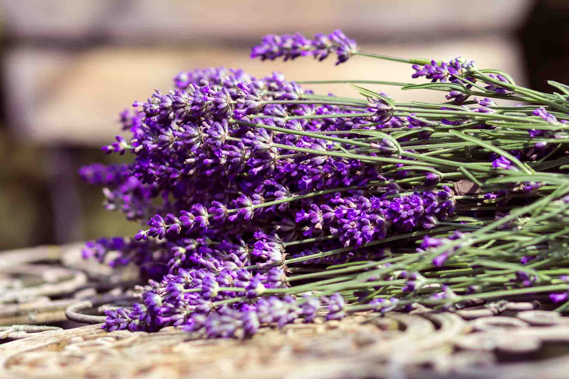 Lavendel