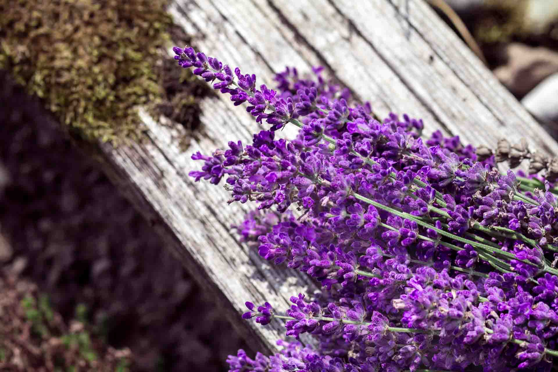 Lavendel