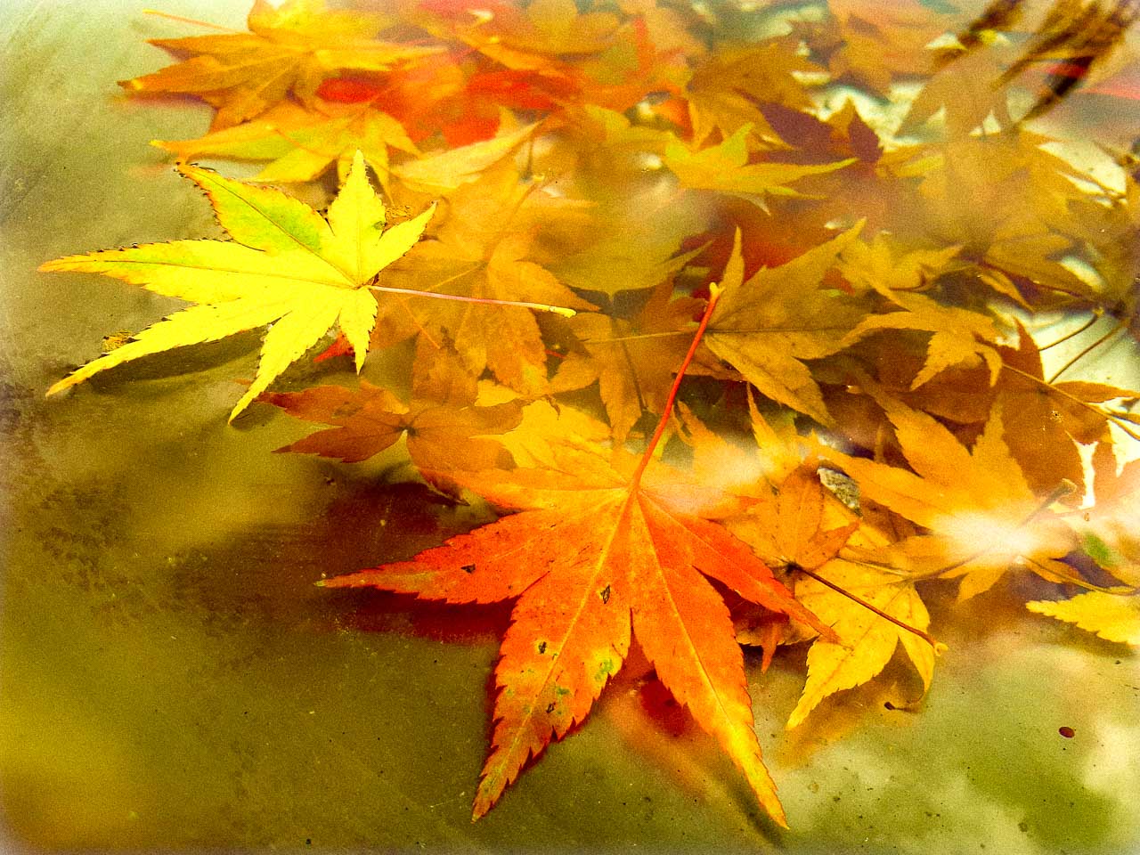 Herbstlaub