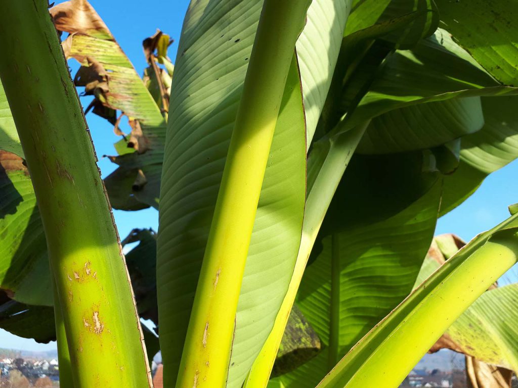 Bananenstaude