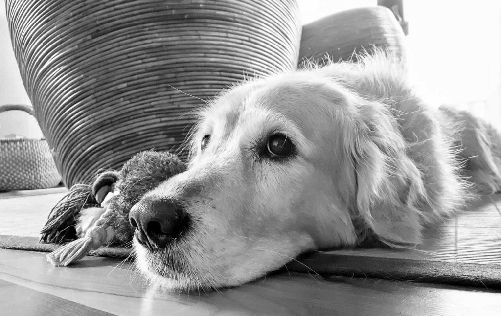 golden Retriever