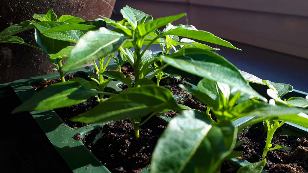 mehr Platz für Chili