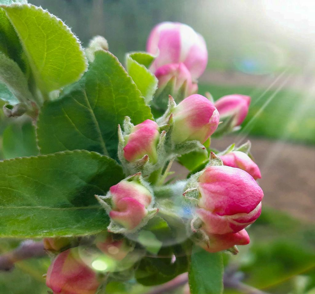 Apfelblüte