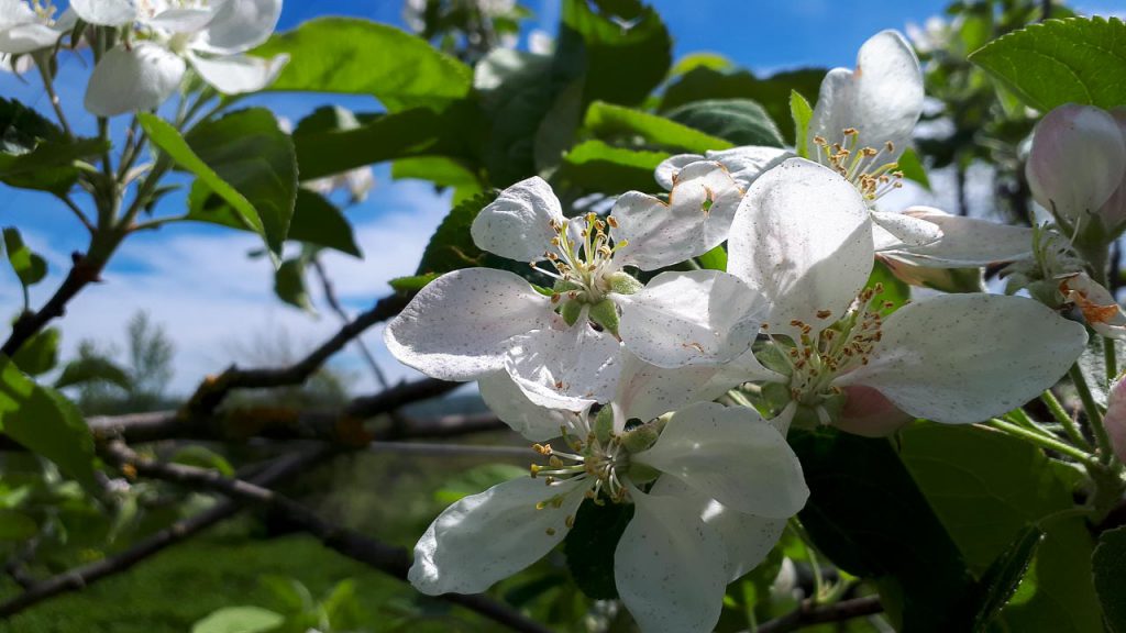 Apfelblüte