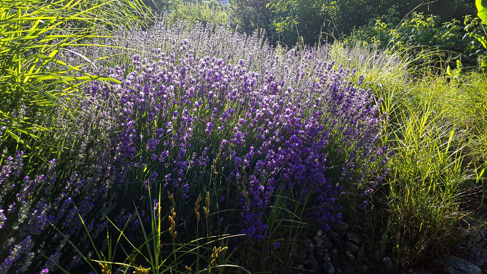 Erntezeit im Lavendelfeld