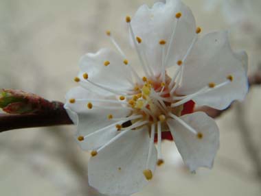 aprikosenblüte