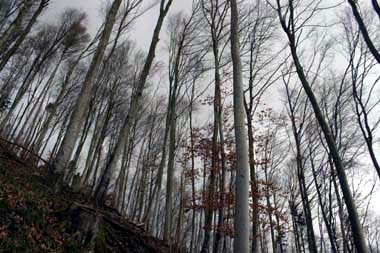 Wald Bodanrück
