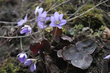 Waldblüten