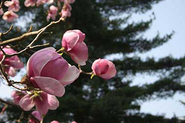 magnolienbl�te
