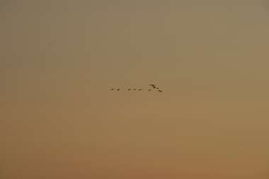 vogelflug