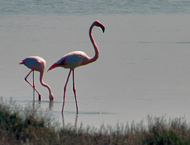 Flamingo Flamingo