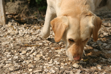 Sp�rhund