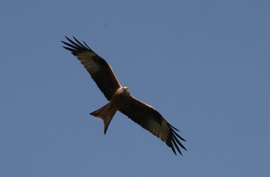 Greifvogel