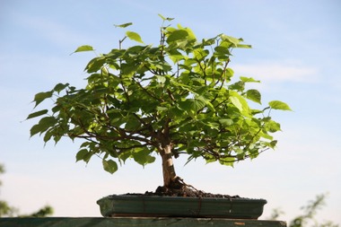 Linde - Bonsai