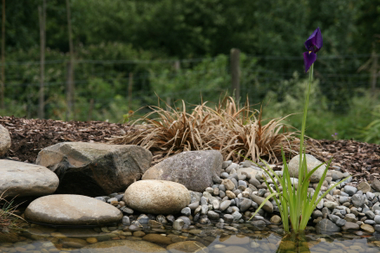 Wasserlilie