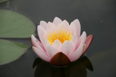 Seerose
