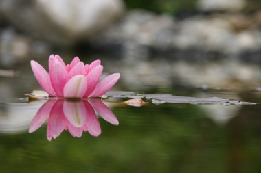 Seerose