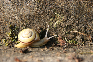 Schnecke mit Haus Schnecke mit Haus