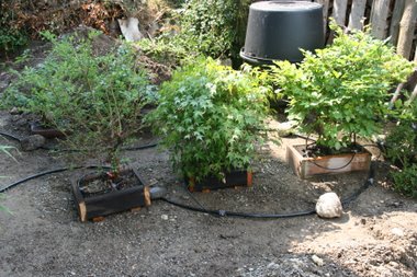 Bonsai Bew�sserung Bonsai Bew�sserung