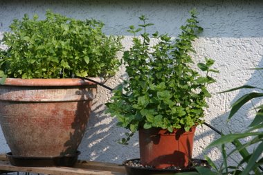 Testlauf: Bew�sserung Testlauf: Bew�sserung