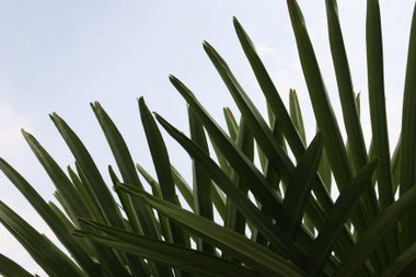 Palmbatt