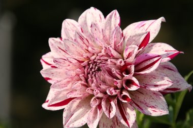 Dahlie