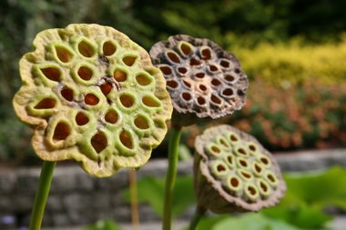 Lotus
