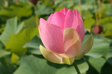 Lotusbl�te