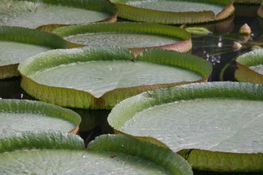 Victoria Amazonica