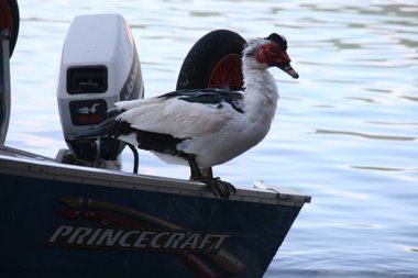 am Ortasee