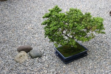 Bonsaigarten
