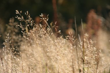 Herbstgräser