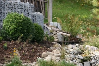 Buchs aus Dobel