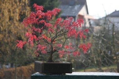 Ahorn Bonsai - Herbstkleid