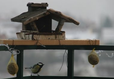 Vogelhaus mit Meise Vogelhaus mit Meise